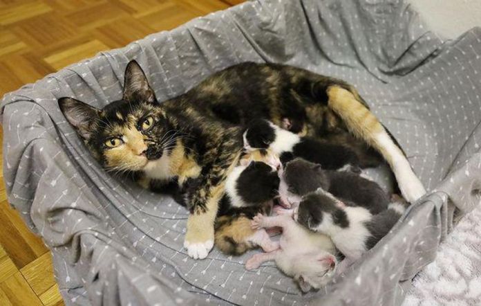 Без кота и жизнь не та