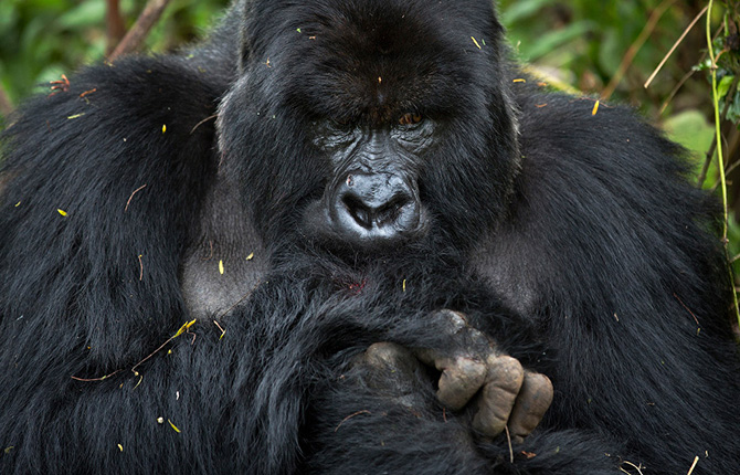 Горные гориллы из Руанды
