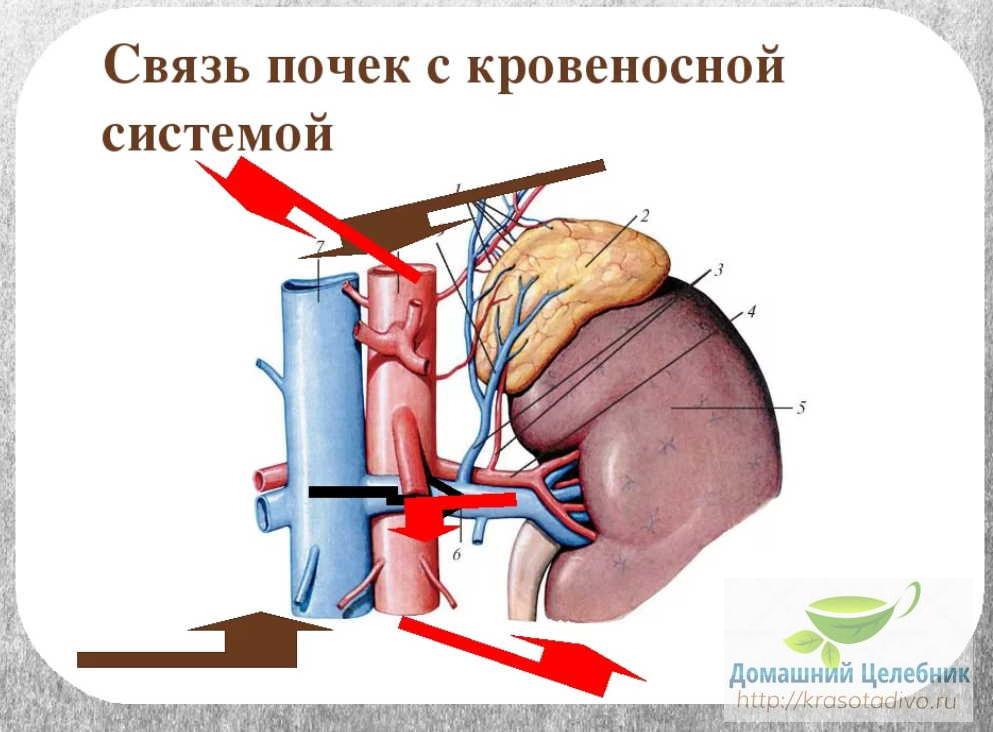 Как почистить почки дома. Очищение почек. Как почистить почки.