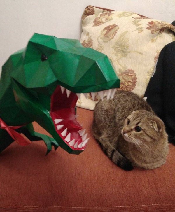 Прикольные мемы для тех, кто любит кошек: «Странный шум внизу…» 