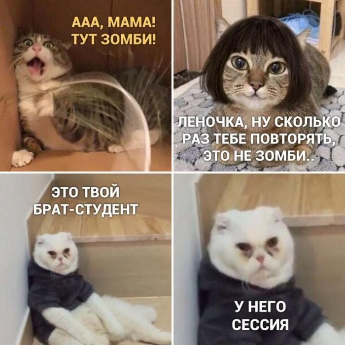 Весёлые мемы с котами