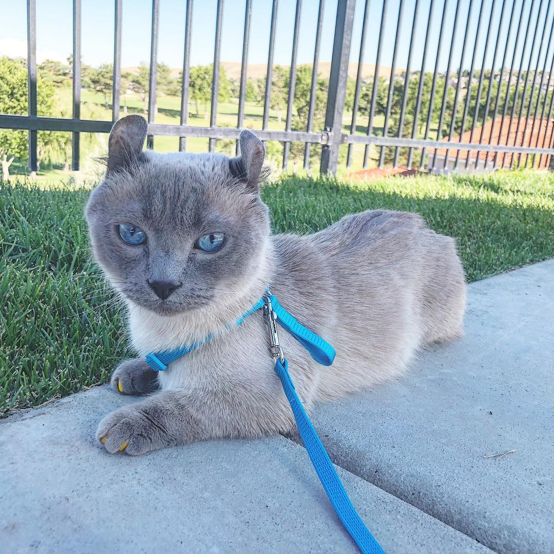 20 домашних питомцев, у которых есть свои особенности, но это не делает их ужасными 20 домашних питомцев, у которых есть свои особенности, но это не делает их ужасными