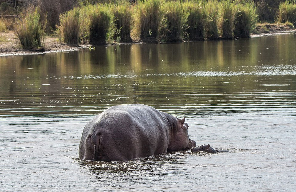 Как травоядное животное закусило крокодилом Как травоядное животное закусило крокодилом