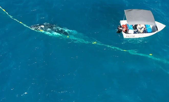 Люди заметили в море скопление мусора, но потом присмотрелись и поняли, что это кит и он нуждается в помощи: видео