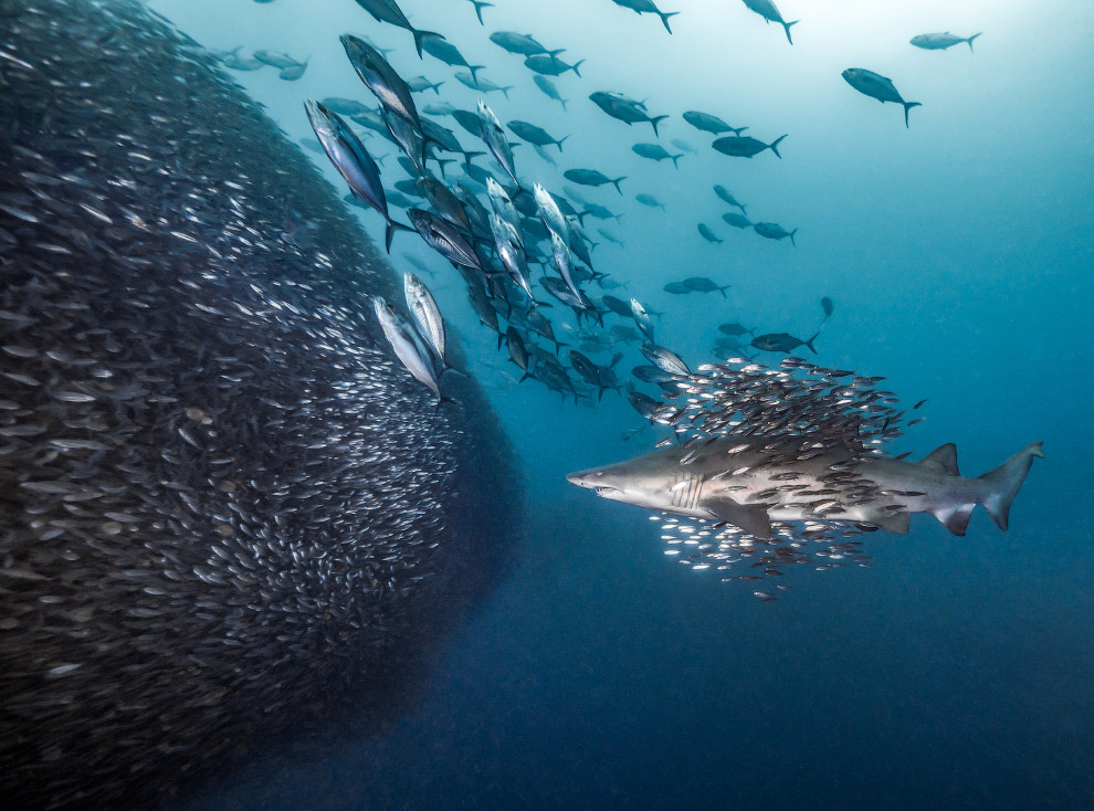 Подводные фотографии с конкурса Ocean Art 2018