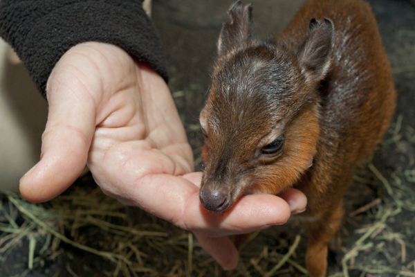 Карликовая Антилопа: Где живут олени размером с кошку? Карликовая Антилопа: Где живут олени размером с кошку?