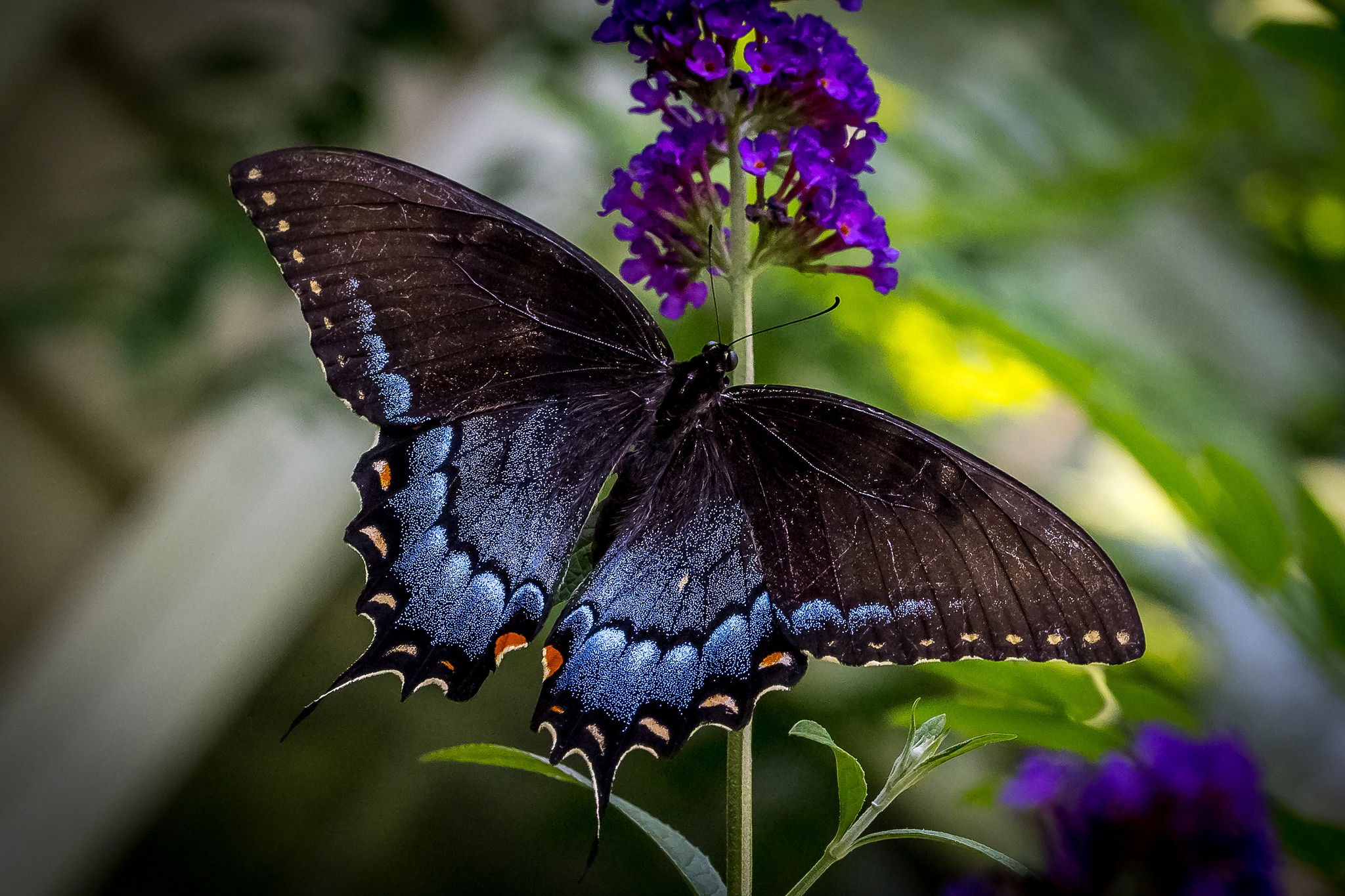 Butterfly. Черный Кардинал бабочка. Олимпиус Инферно бабочка. Бабочка Кардинал Махаон.