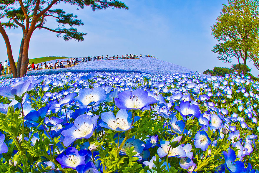 Без фотошопа:
Hitachi Seaside Park в Японии
5 млн голубых цветов