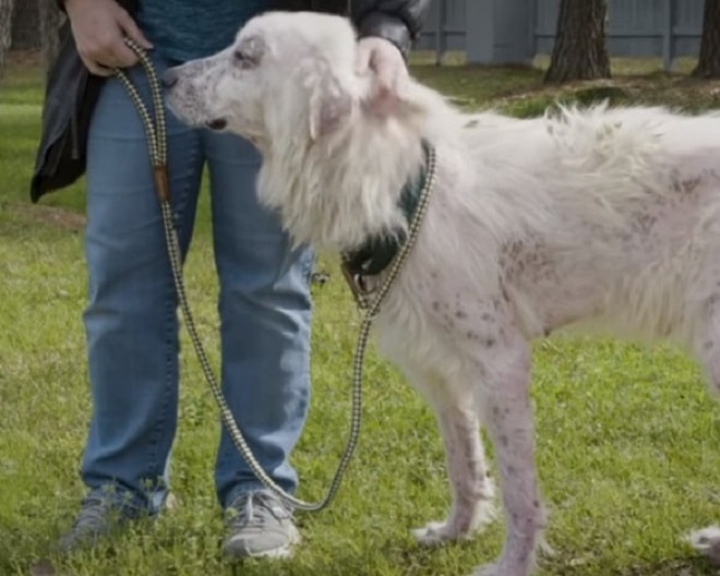 Пес и человек