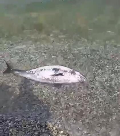 На побережье Кубани все чаще находят тела мертвых дельфинов ВИДЕО