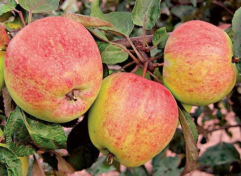 лучшие осенние сорта яблонь