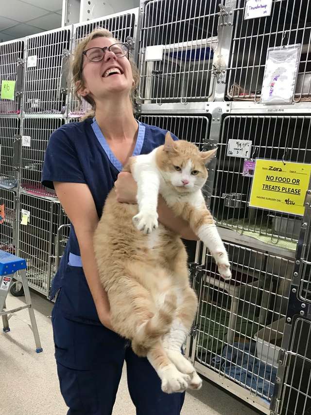 толстый кот