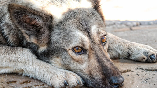 Просто друг