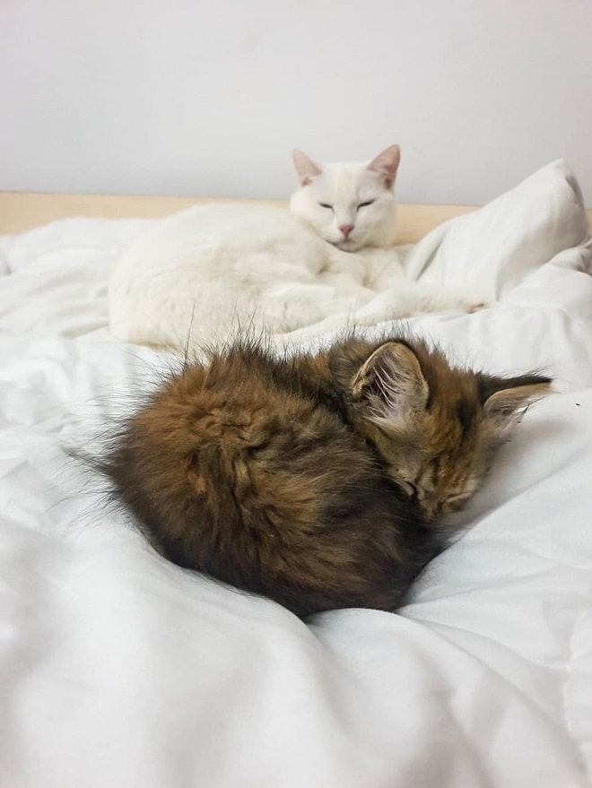 Котенок спит