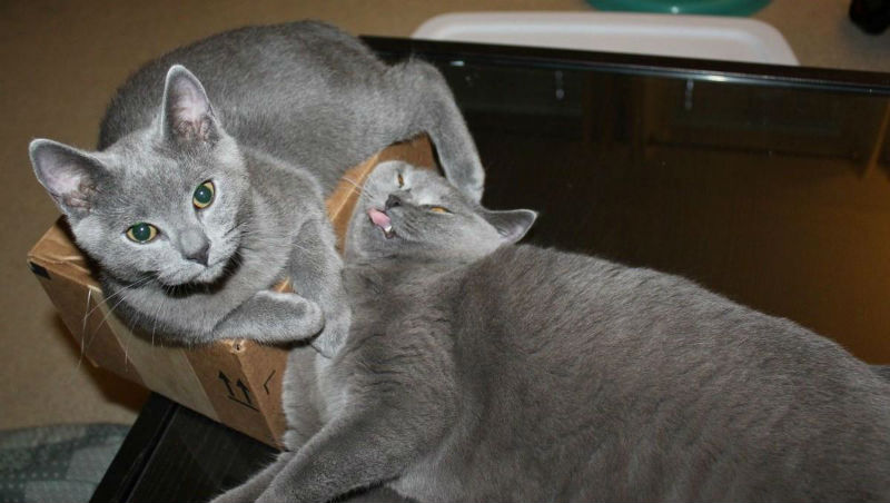 15 правил жизни настоящего кота - похожая новость на Toplenta