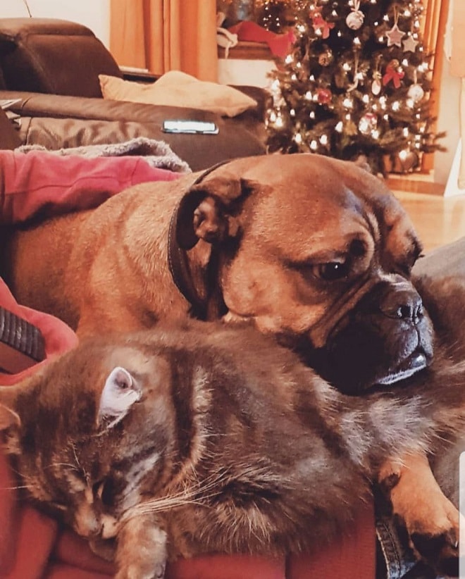 Настоящий актер: капризный пес устроил «спектакль» прямо на улице, переполошив людей