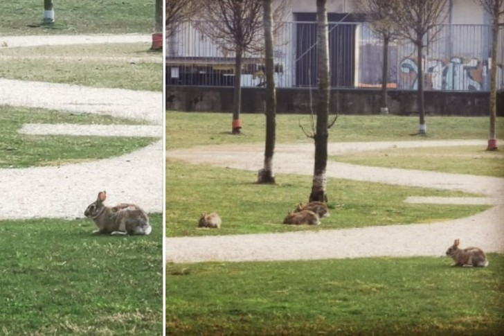 Опустевший Милан с каждым днем все больше наполняется дикими кроликами кролики, парках, сейчас, много, своих, решили, рассказала, бояться, кроликам, размножаться, влюбляться, травки, молодой, клумбы, вокруг, весна, остались, более, нечего, бандитские