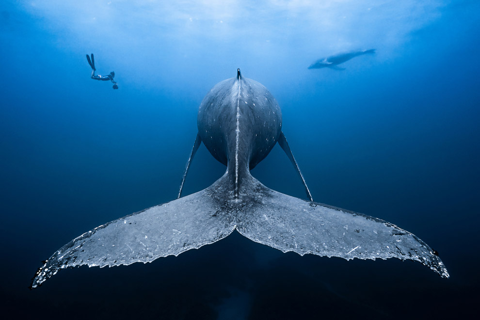 Подводные фотографии с конкурса Ocean Art 2018