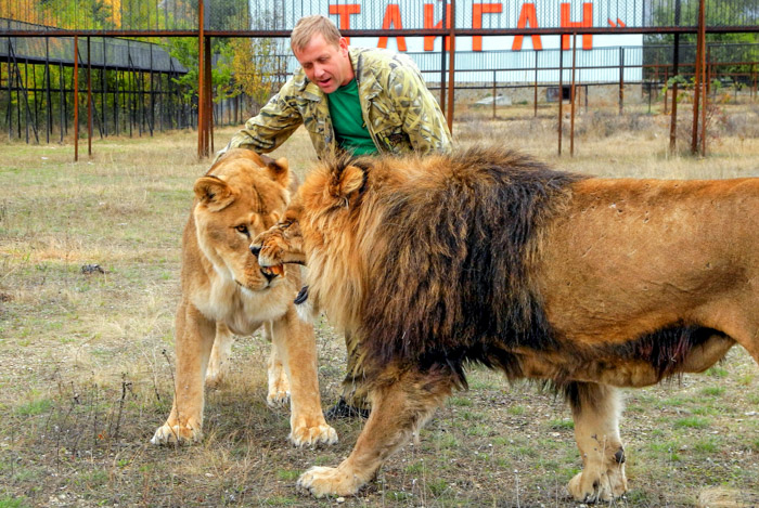 Короля львов вытесняют из Крыма.