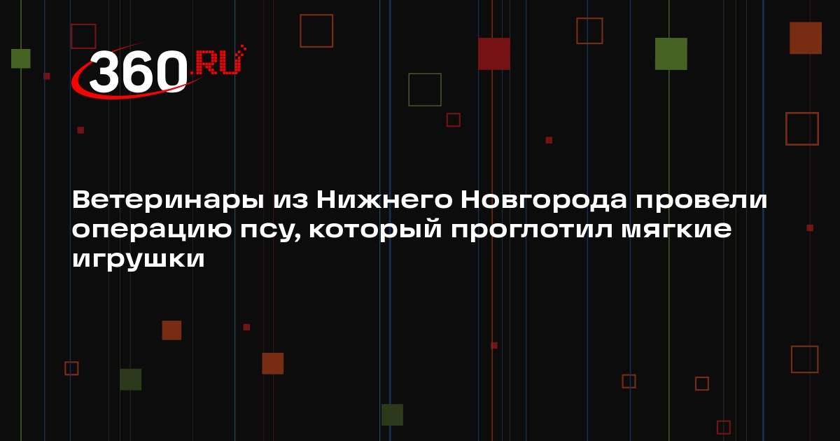 Ветеринары из Нижнего Новгорода провели операцию псу, который проглотил мягкие игрушки