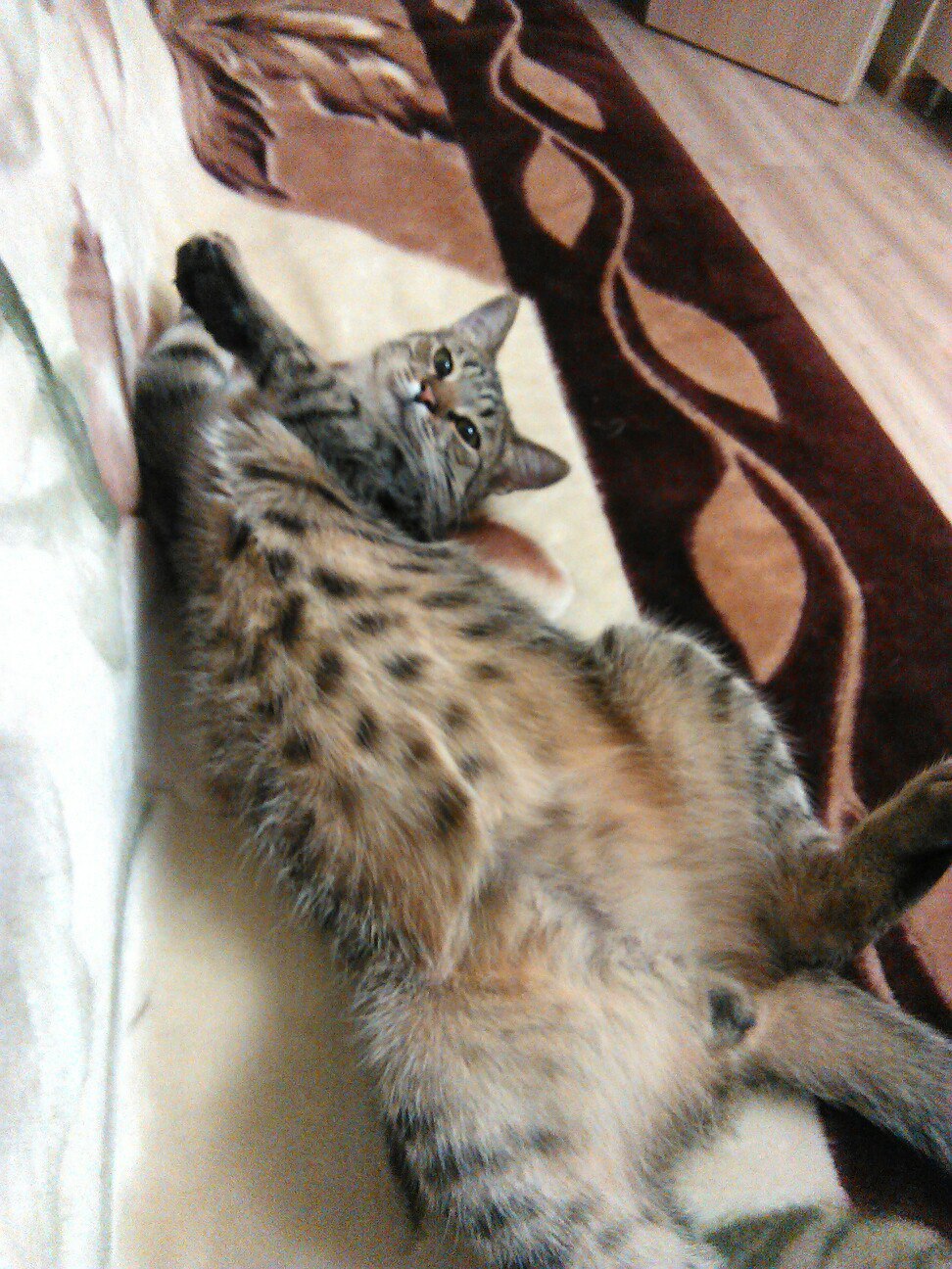 кот на диване