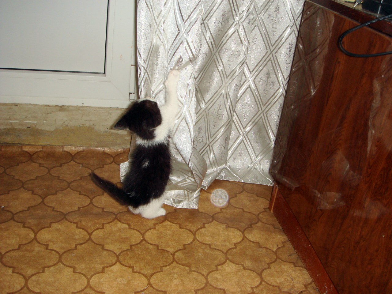 котенок играет