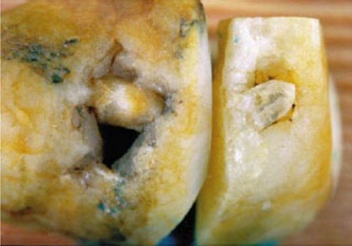 ОТКРЫТИЕ КРЕМНИЕВОЙ ФОРМЫ ЖИЗНИ  НА ЗЕМЛЕ  