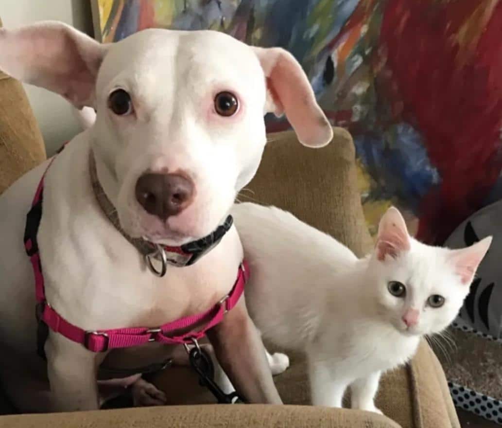 Котенок был настолько слаб, что и стоять не мог. Умная собака взяла малыша под свою опеку Котенок был настолько слаб, что и стоять не мог. Умная собака взяла малыша под свою опеку не всё так грустно