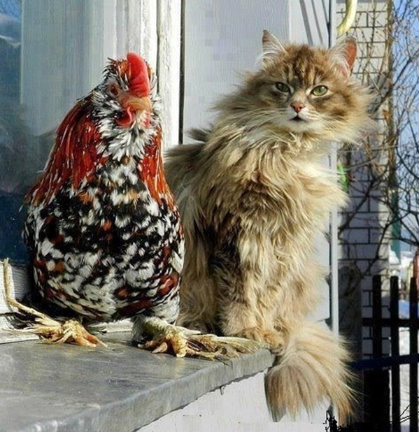 Надоели обои? Хотите новый диван? Надоели обои? Хотите новый диван? веселые картинки,животные,позитив,Смешные животные