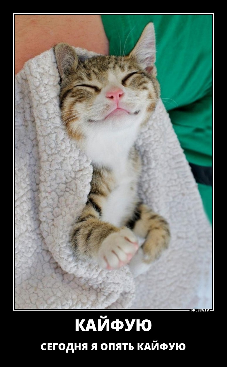 Забавные и веселые жизненные демотиваторы 