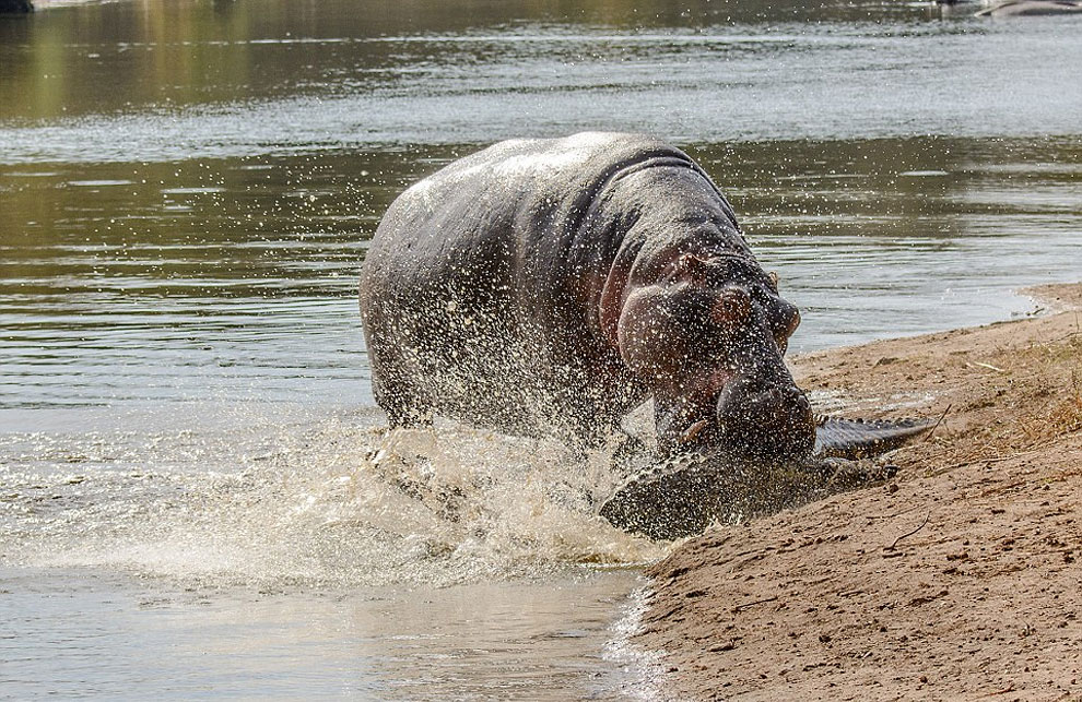 Как травоядное животное закусило крокодилом Как травоядное животное закусило крокодилом