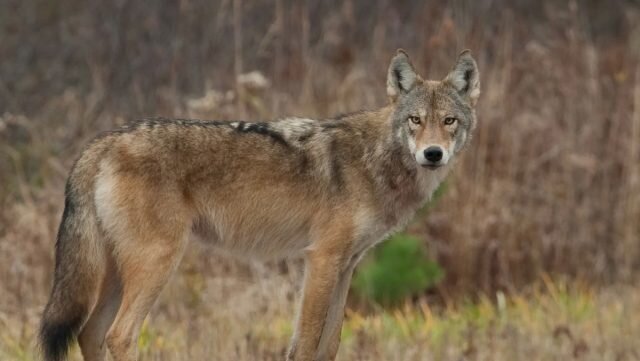 Койволк — это природный гибрид койота и волка, который часто встречается в дикой природе. © blog.nature   
