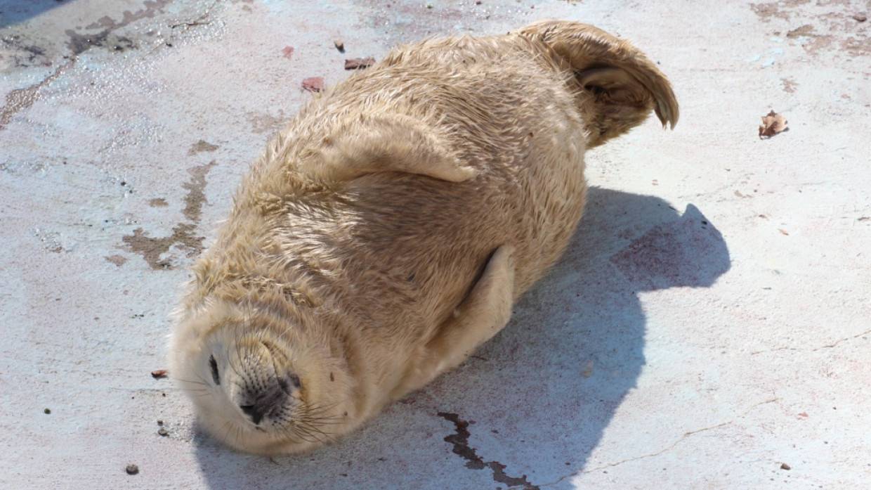 Уникальный случай рождения краснокнижного тюленя в неволе был зафиксирован в Мурманске