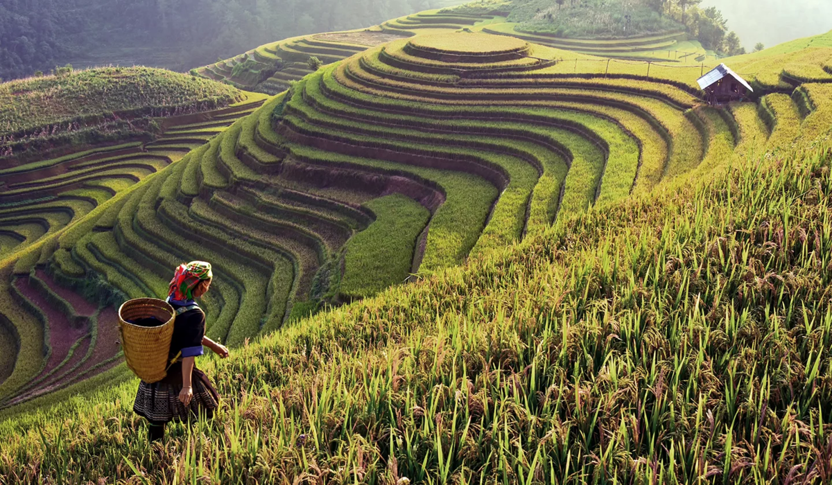 Что такое земледелие. Рисовые плантации во Вьетнаме. Камбоджия рисовые поля. Лаос сельское хозяйство. Рисовые поля Лаос.