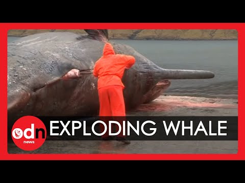 Взрывающиеся киты