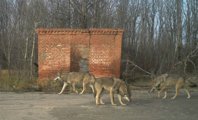Биологи установили фотоловушки в чернобыльском лесу и показали обитателей Зоны отчуждения Культура