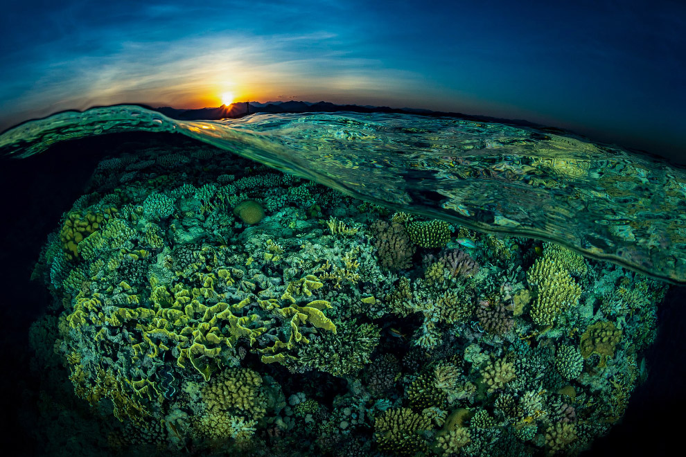 Подводные фотографии с конкурса Ocean Art 2018