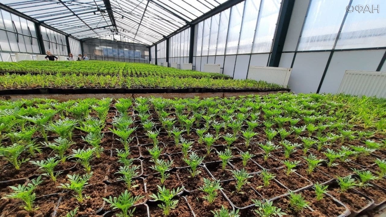 Симферополь засадят удивительными цветами: «Горзеленхоз» готов удивить новыми сортами