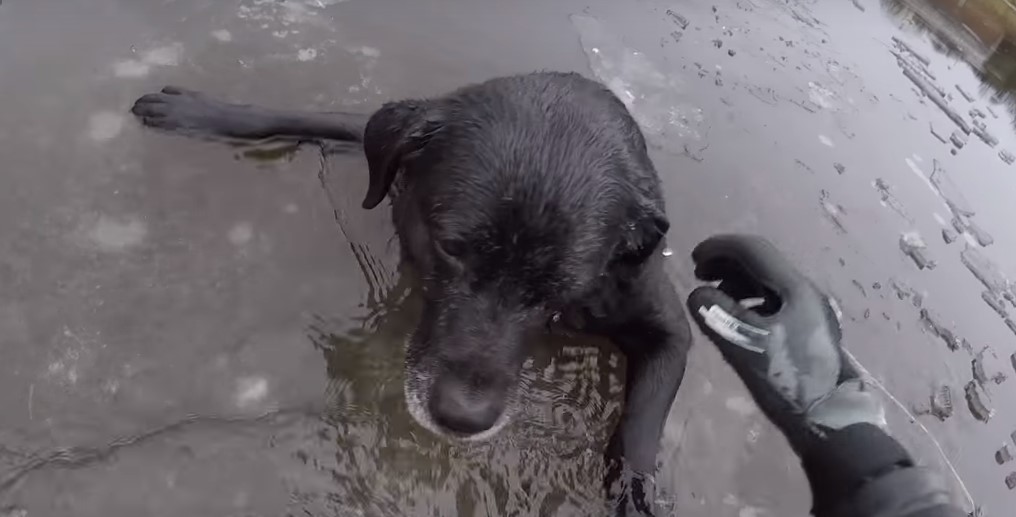 Собака спасла тонущего. Собака спасла тонущего. Собака спасла тонущего. Лабрадор ретривер спасатель. Собака тонет.