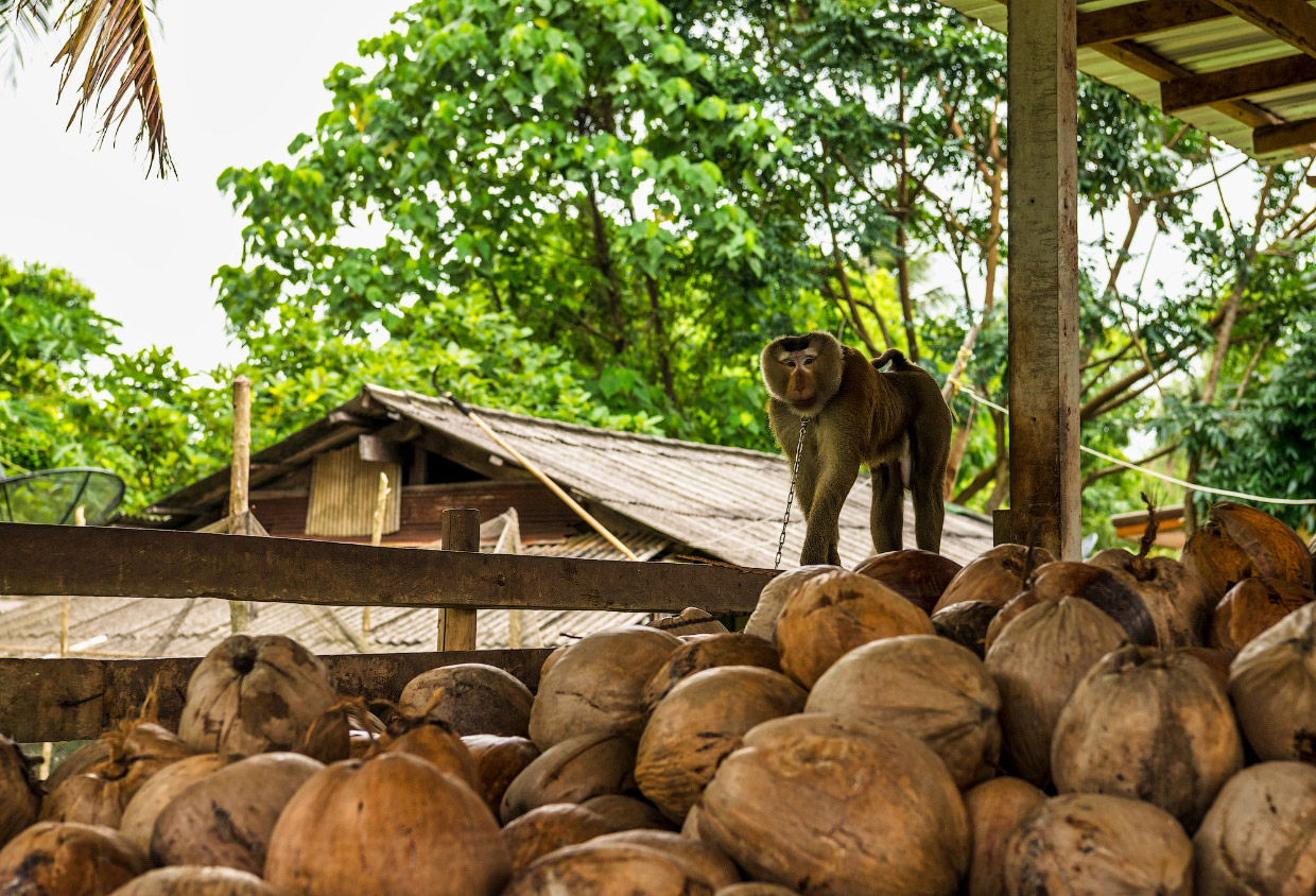 В Таиланде, вместо сторожевых собак используют обезьян