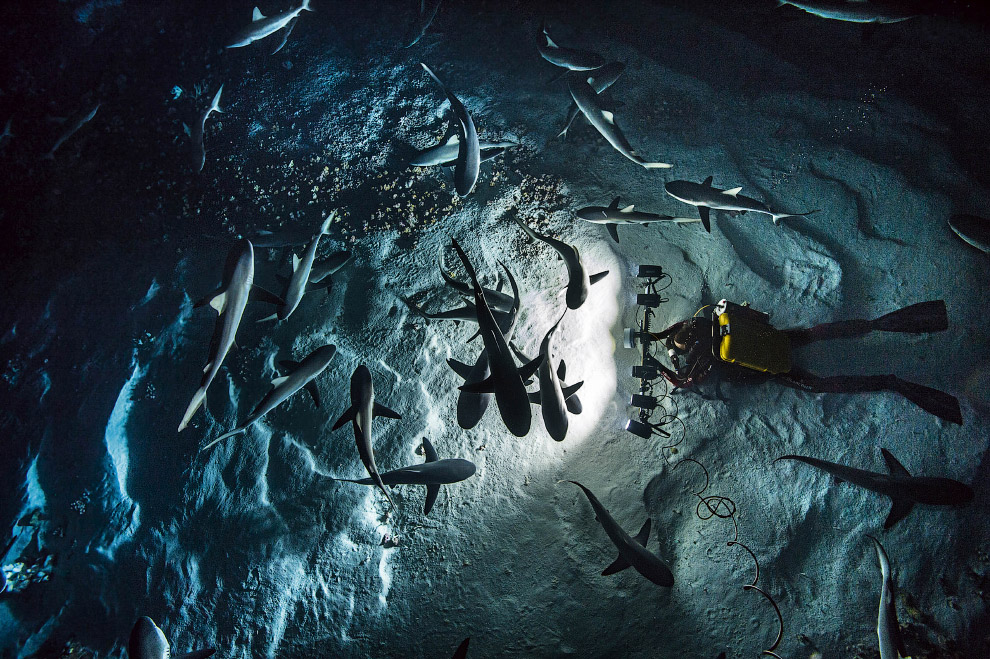 Shark Feeding Frenzy Shark Feeding Frenzy