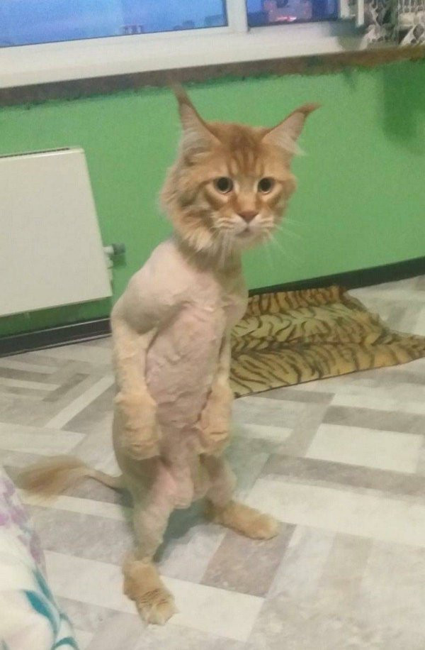 Прикольные мемы для тех, кто любит кошек: «Странный шум внизу…» 