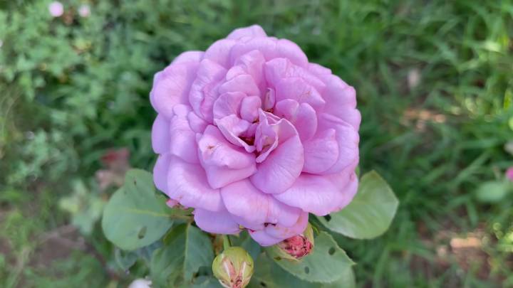 Укореняю розы круглый год прямо на кусте! Эффективный метод и получится у каждого садоводство,цветоводство