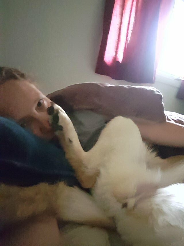 Наглые морды и туши, командующие в наших домах 