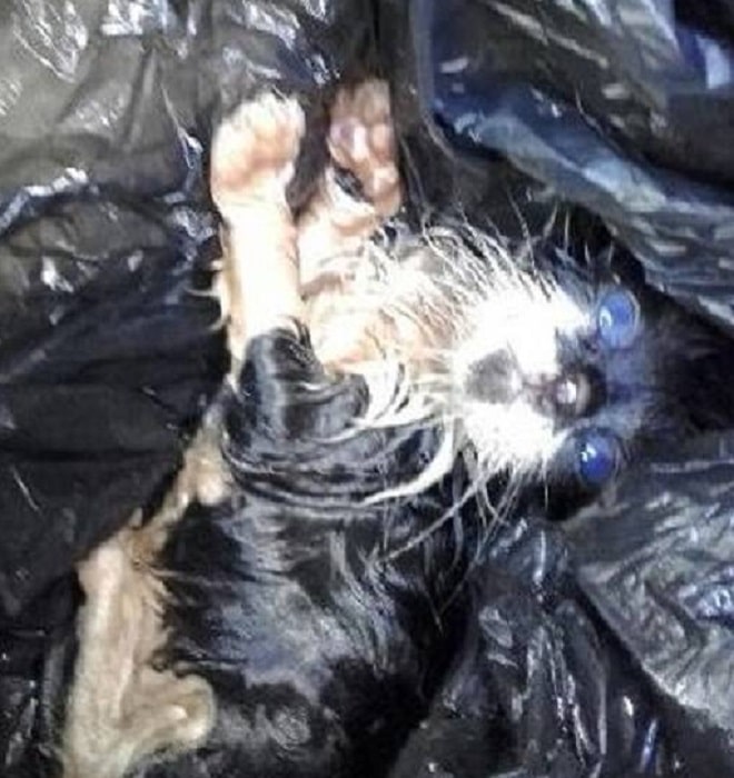 Грязный котенок