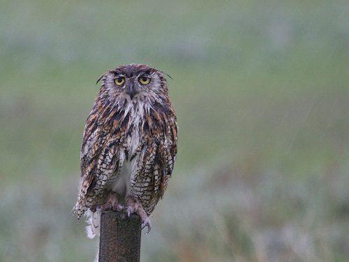 Мокрые совы, которых хочется просто взять и обогреть Мокрые совы, которых хочется просто взять и обогреть