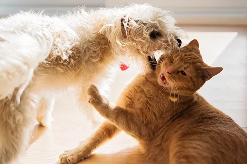 Зачем собаки нападают на кошек и почему у этих видов сложные отношения домашние животные,наши любимцы