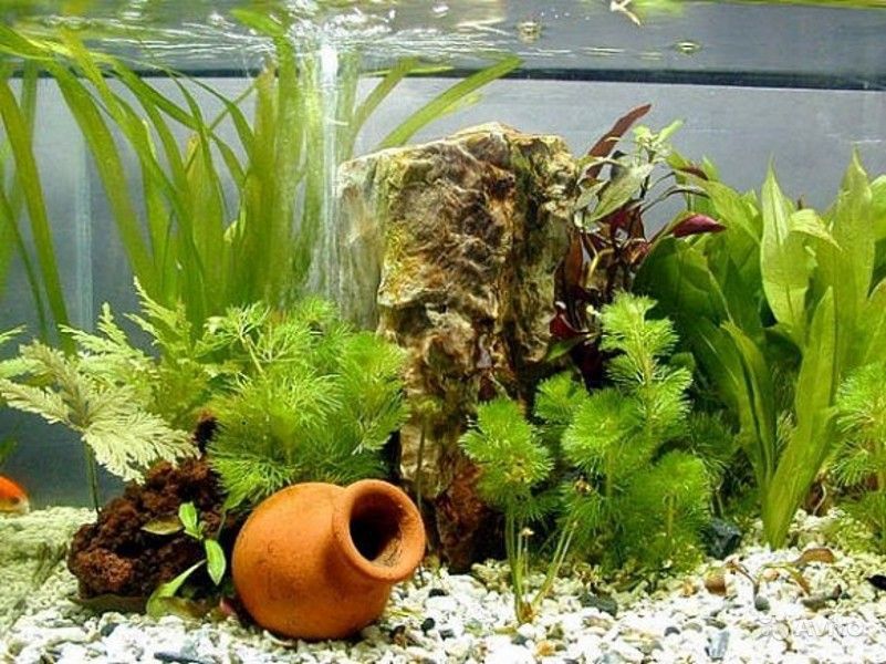 уход за домашними растениями уход за домашними растениями