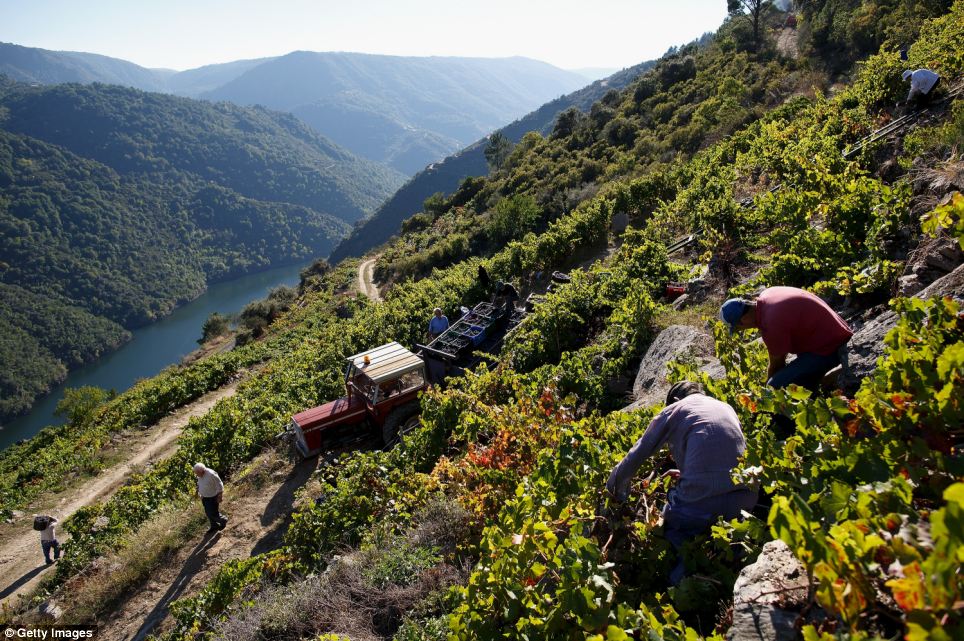 Испанские виноградники расположенные в невероятно труднодоступных местах вино,виноградники,Испания