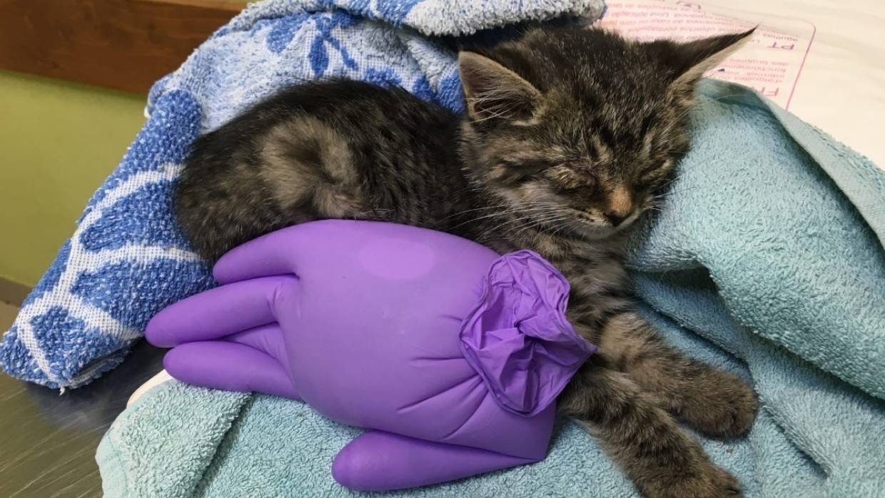Петербурженка спасла из унитаза живого котенка на Петергофском шоссе